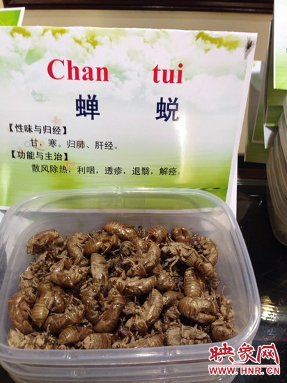 你可能沒(méi)想到，這個(gè)知了幼蟲(chóng)退下的皮還是一味藥，對(duì)嗎？