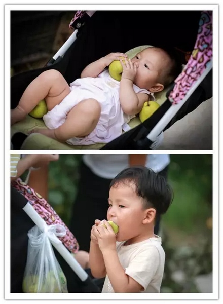 純天然無公害，新鮮采摘，直接入口！