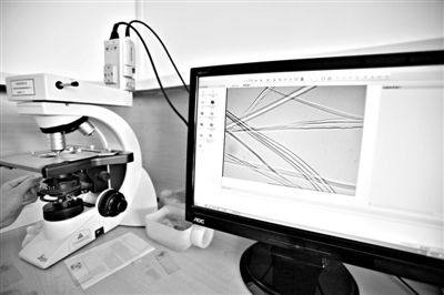 顯微鏡下，蠶絲呈現(xiàn)出表面有光澤，形狀不規(guī)則，粗細不均。