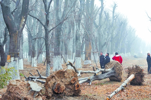 老樹之殤，令人扼腕。