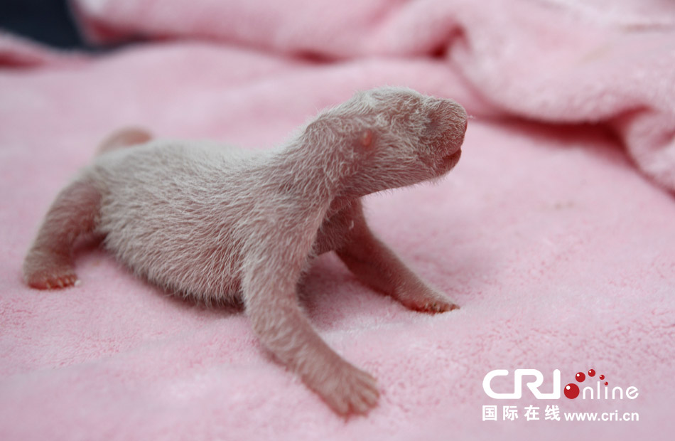 2013年7月11日，成都大熊貓繁育研究基地月亮產(chǎn)房，新生大熊貓寶寶在育嬰箱里憨態(tài)可掬。