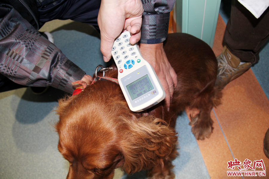 只要用儀器一掃，狗狗的信息就可以一覽無余