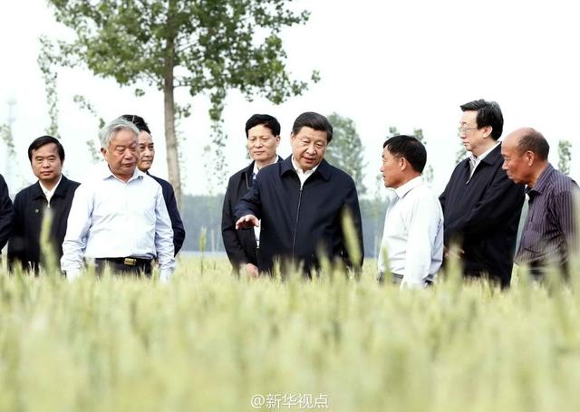 習(xí)近平走進(jìn)糧田,看麥穗灌漿,問(wèn)農(nóng)田建設(shè)。