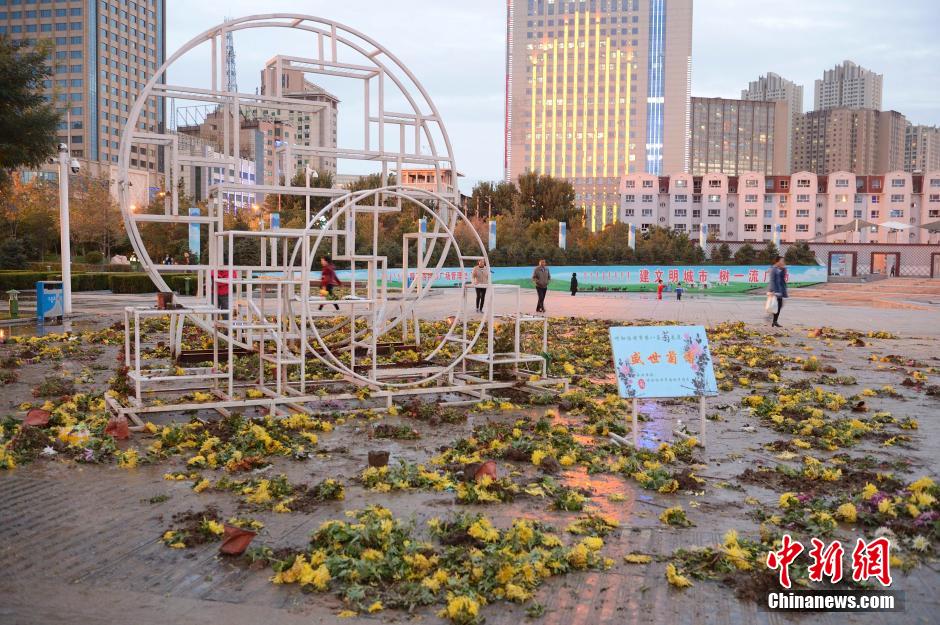 呼和浩特菊花展提前結(jié)束 數(shù)萬(wàn)盆菊花被搬空