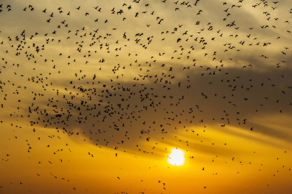 江蘇省連云港市贛榆區(qū)上空出現(xiàn)火燒云景觀，成群海鳥迎著霞光在天空中翩躚起舞，場面蔚為壯觀。
