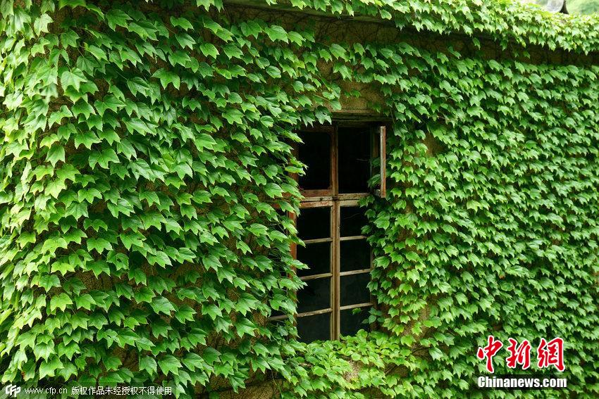 浙江舟山一荒廢海島宛如綠色童話(huà)世界