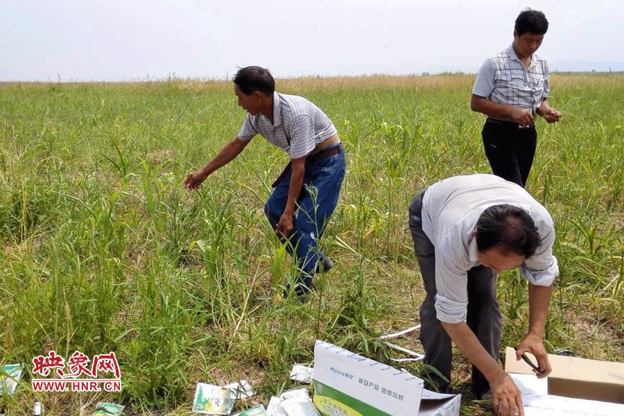 村民在撿拾散落的農(nóng)藥袋，身后是被毀的玉米。