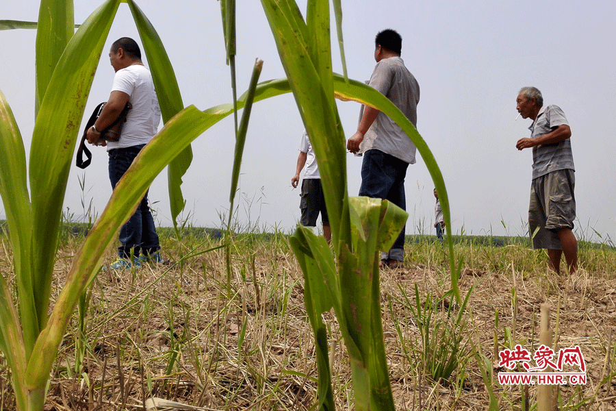 耙過(guò)的玉米地殘留的玉米。