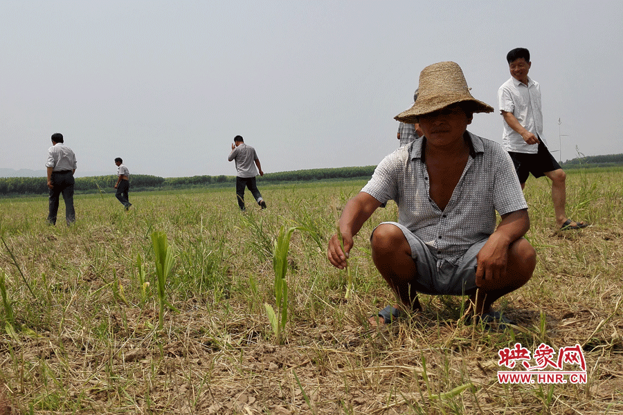 村民手捧殘留的玉米，欲哭無(wú)淚。