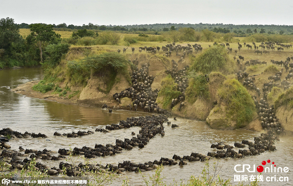 當(dāng)?shù)貢r(shí)間2015年9月4日，肯尼亞馬賽馬拉，角馬大遷徙。