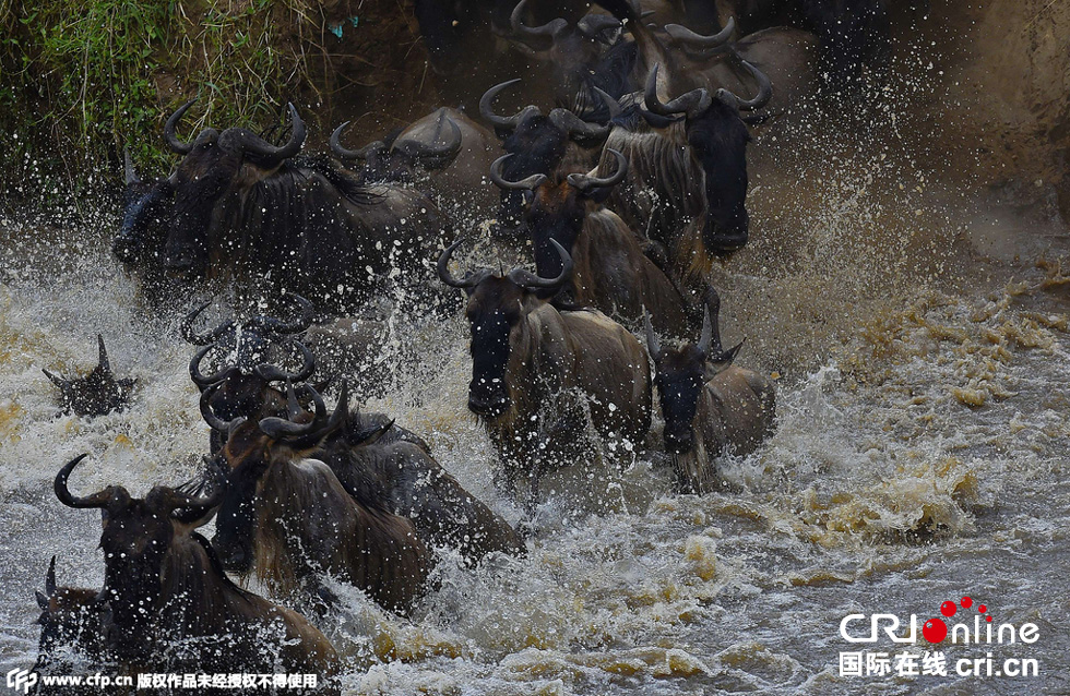 當(dāng)?shù)貢r(shí)間2015年9月4日，肯尼亞馬賽馬拉，角馬大遷徙。