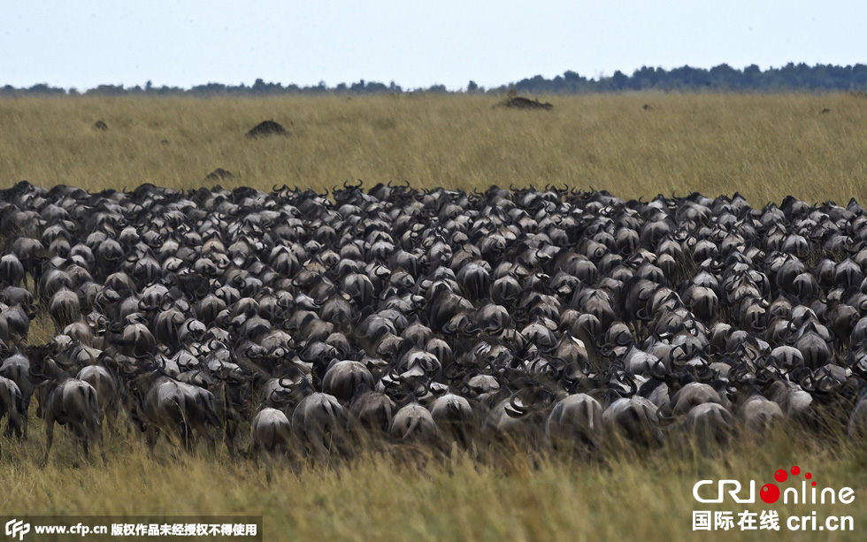 當(dāng)?shù)貢r(shí)間2015年9月4日，肯尼亞馬賽馬拉，角馬大遷徙。