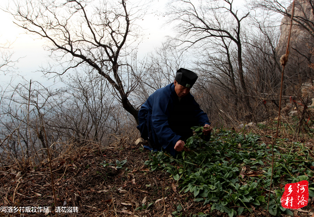 山上缺雨少水，不大的一方菜地。是他和另一個(gè)道友的菜地，老崔的蔬菜倒也擺弄的一片生機(jī)盎然。