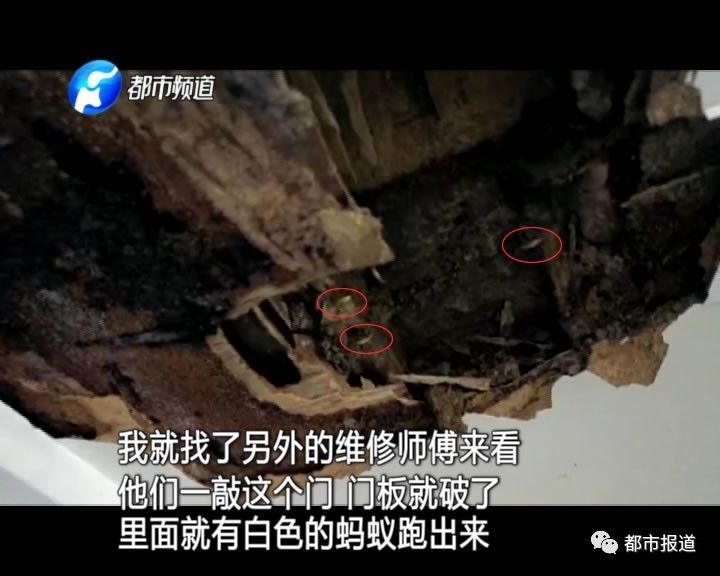 蟻?zhàn)宕筌娙肭?！十幾萬裝修的新家被“吃掉”