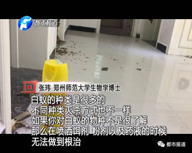 蟻?zhàn)宕筌娙肭?！十幾萬裝修的新家被“吃掉”