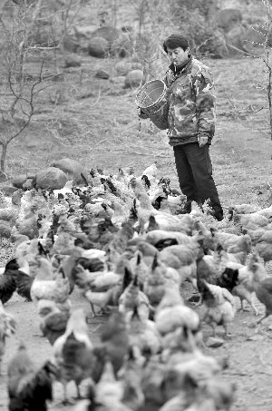 林志坤辭職后在溧水一座山頭開了一片地，每天種菜、喂雞 現(xiàn)代快報記者 施向輝 攝