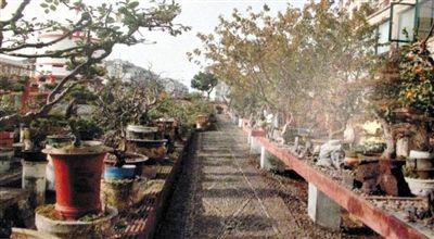 劉光嘉出示博物館內(nèi)部圖片中，擺放著各種盆景。