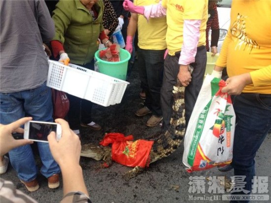 鱷魚被車主抓到。