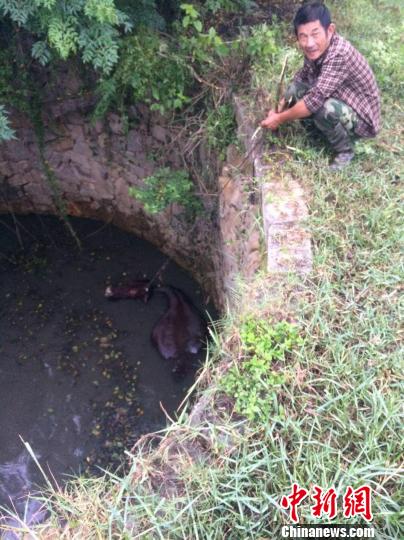 圖為大水牛掉進(jìn)13米深坑，民警消防灌水施救。