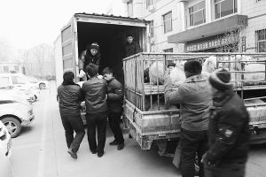 　　■返還追回的被搶綿羊。 本報(bào)記者董世杰攝