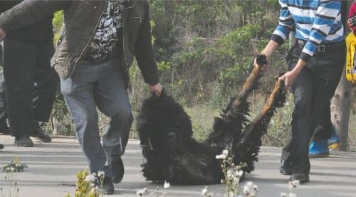 雙流鳳凰村兩只巨型藏獒襲擊村民，民警用手槍將其當(dāng)場擊斃