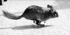  龍貓是異寵愛好者喜歡飼養(yǎng)的一種寵物 現代快報記者 李雨澤/攝