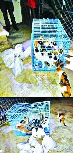 志愿者將放生的貓抓捕回來，這些貓等待領養(yǎng)