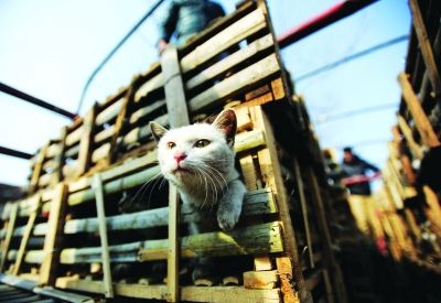 貨車上被販運(yùn)的貓。 記者陳亮 攝