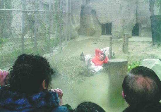 昨日，成都動(dòng)物園，男子進(jìn)入白虎活動(dòng)區(qū)后被白虎拖行。動(dòng)物園出動(dòng)50多人成功營(yíng)救下他