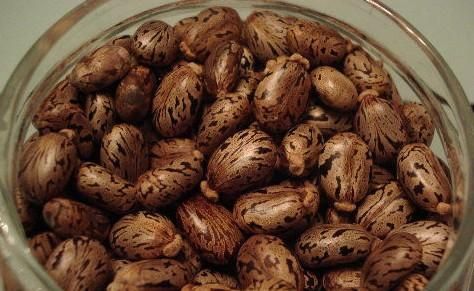 蓖麻子中含蓖麻毒蛋白及蓖麻堿，特別是前者，會引起中毒。網(wǎng)絡(luò)截圖