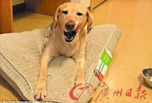 機(jī)智的導(dǎo)盲犬尤蘭達(dá)。