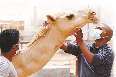 5月12日，印度工人在沙特利雅得外的一家農(nóng)場與駱駝接觸時(shí)戴著口罩