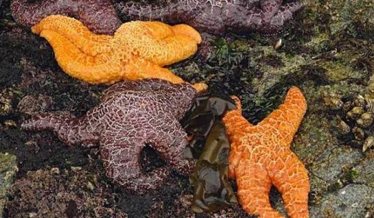 近2年來，估計有百萬只海星自殺（臺灣中時電子報）