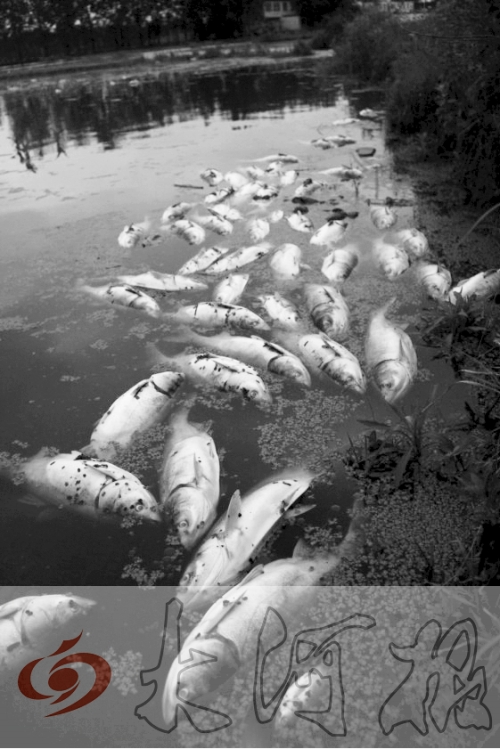 水面漂浮成片的死魚(yú) 水面漂浮成片的死魚(yú)