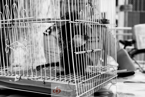 “別看俺個(gè)子小，中國(guó)很稀少！”