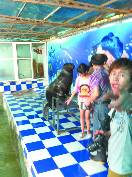 海獅館內(nèi)的攝影師警惕性很高,禁止記者拍照。