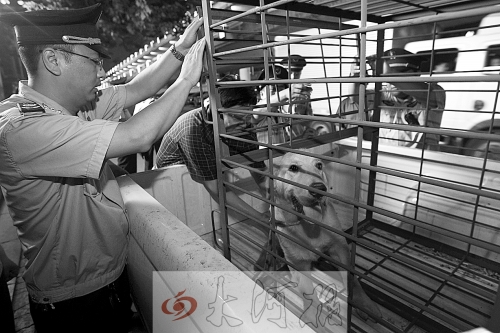 相關(guān)部門(mén)將加強(qiáng)管理，今年12月起烈性犬一律沒(méi)收。 （資料圖）