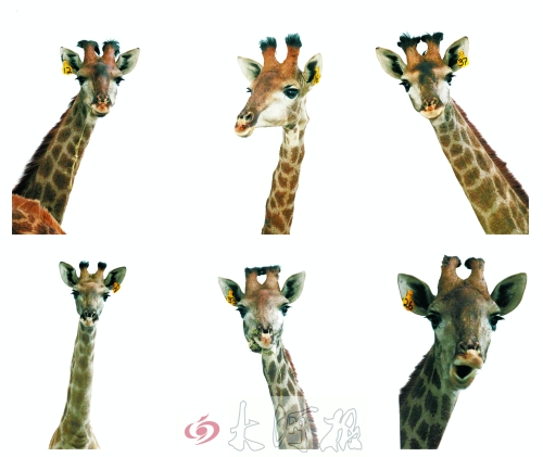 不是我們“高高在上”，只是個子太高就看看臉吧！