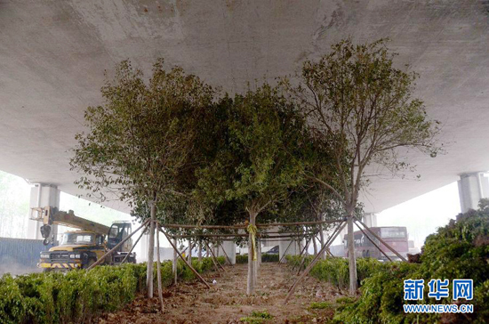 鄭州紫辰路與南三環(huán)交叉口向西，南三環(huán)快速路立交橋下，種植了40余棵大葉女貞，樹木已與立交橋底齊高。