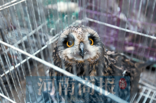 鄭州女子販鷹被查 舉報(bào)鄰居是“販鷹大戶”遭對(duì)方回?fù)? alt=