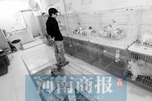 市民反映，淮河路“緣寵”寵物店曾出售疑似患病的狗