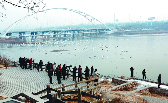 “哇!好多白天鵝?！? border=