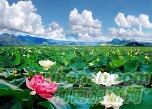 爸爸去哪兒？親密接觸荷花仙子