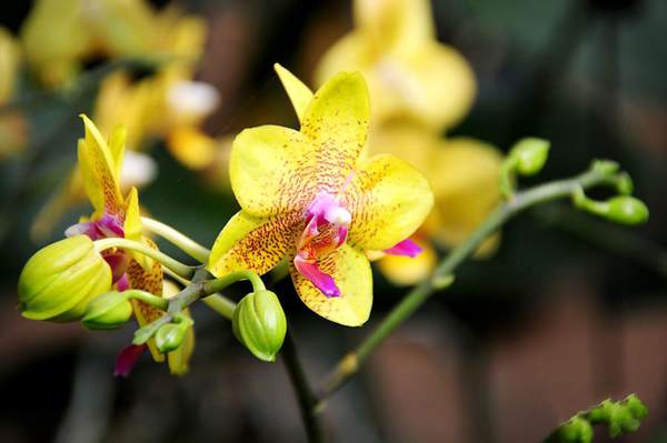 過年7天樂，老家河南春節(jié)享樂全攻略