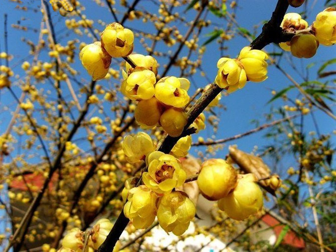 第三屆鄢陵臘梅文化節(jié)盛大開幕邀您來(lái)