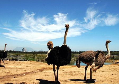 春節(jié)去哪兒？出游地圖告訴您！