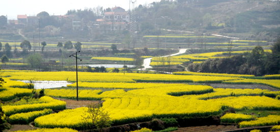 看油菜花不跑遠(yuǎn) 盤(pán)點(diǎn)專屬河南的油菜花田