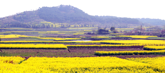 看油菜花不跑遠(yuǎn) 盤(pán)點(diǎn)專屬河南的油菜花田