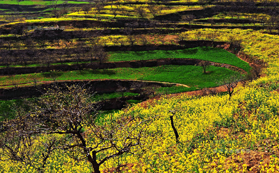 看油菜花不跑遠(yuǎn) 盤(pán)點(diǎn)專屬河南的油菜花田