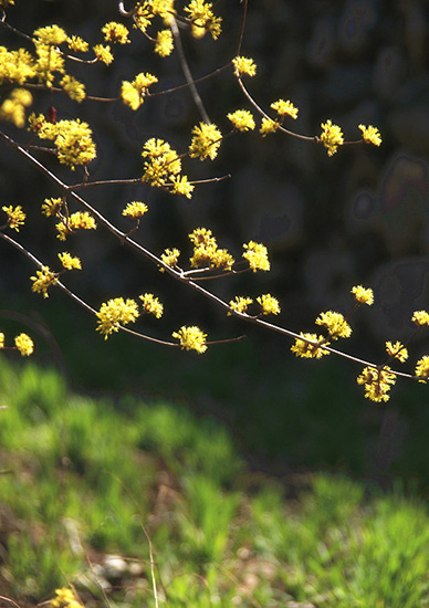 有一種呼喚，叫春天里的蟒河！